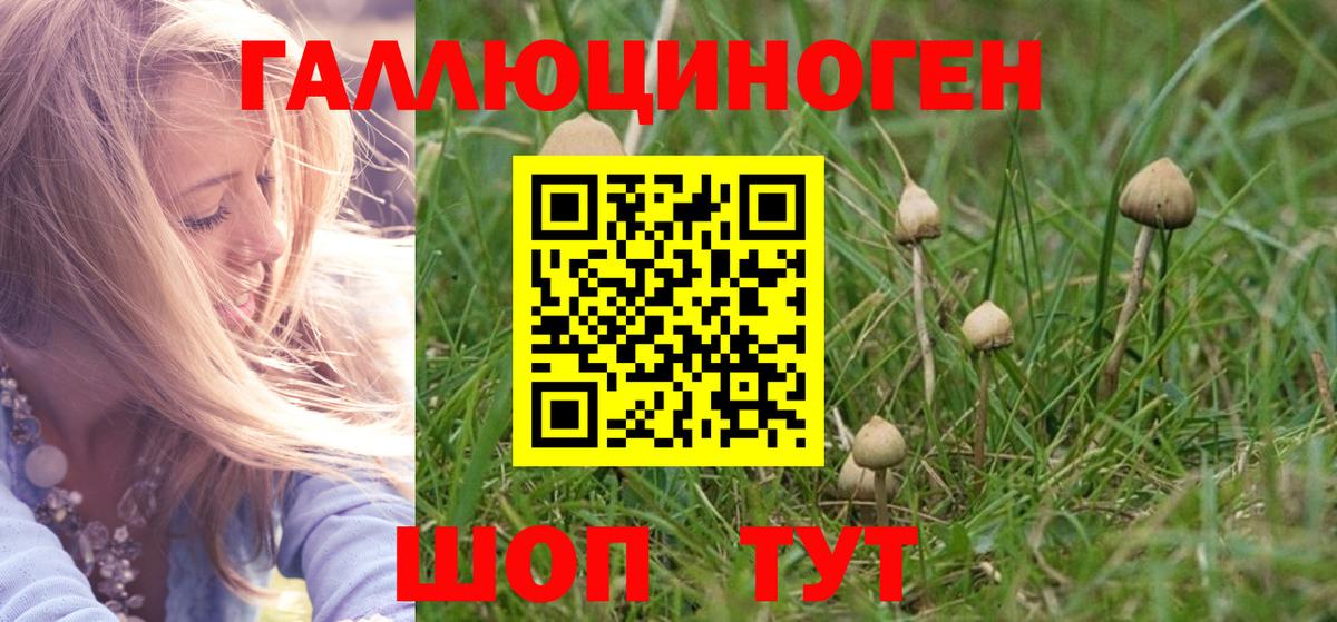 Волжск  Псилоцибиновые грибы Psilocybe  Вход с VPN  Псилоцибиновые грибы Cubensis 